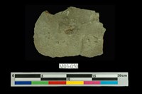 藏品(鐵結核)的圖片